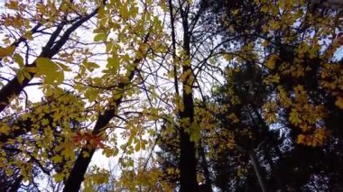 Beautiful day out in the forrest