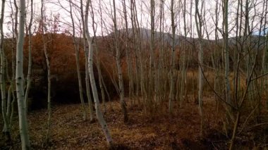 Beautiful forest autumn fly among trees