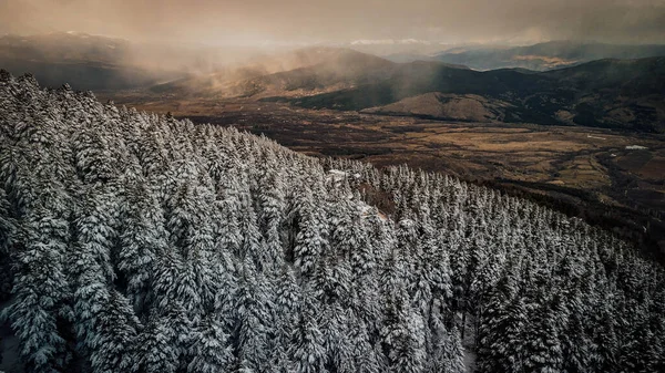 Buz Büyüsü: Kışın Kalbindeki Sakin Karlı Orman