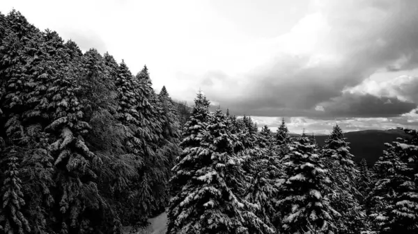 Морозна Чарівність Сніговий Ліс Серці Зими — стокове фото