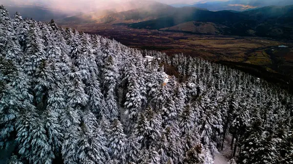フロスティーエンチャント 冬の心の中の雪の森 — ストック写真