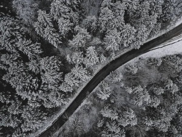 Buz Büyüsü: Kışın Kalbindeki Sakin Karlı Orman