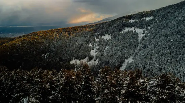 フロスティーエンチャント 冬の心の中の雪の森 — ストック写真
