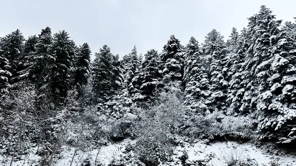 Buz Büyüsü: Kışın Kalbindeki Sakin Karlı Orman