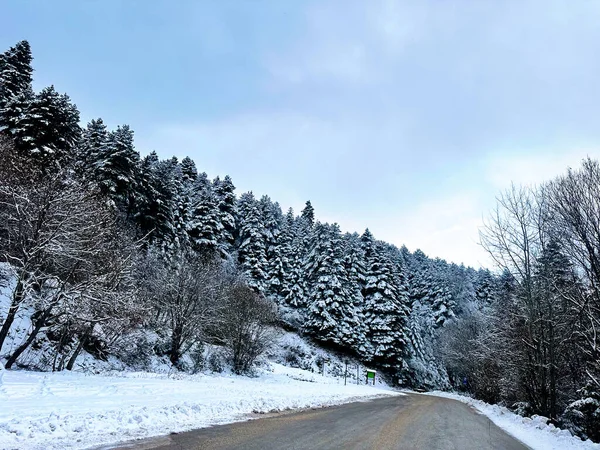 Buz Büyüsü: Kışın Kalbindeki Sakin Karlı Orman