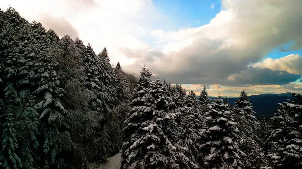 Buz Büyüsü: Kışın Kalbindeki Sakin Karlı Orman