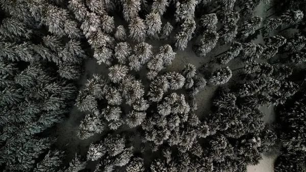 Buz Büyüsü: Kışın Kalbindeki Sakin Karlı Orman