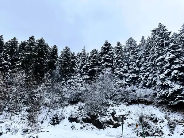 Buz Büyüsü: Kışın Kalbindeki Sakin Karlı Orman
