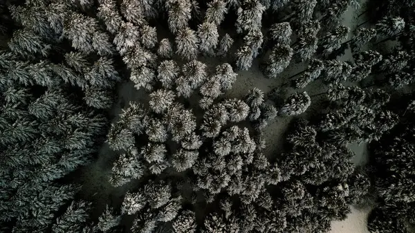 Buz Büyüsü: Kışın Kalbindeki Sakin Karlı Orman