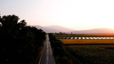 Doğanın altın senfonisi: Ayçiçeklerini hayata döndüren bir fotoğraf. Geniş, canlı bir alan, güneşin altında dimdik duruyor, sıcaklık ve pozitifliği çağrıştırıyor.