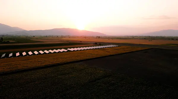 Doğanın altın senfonisi: Ayçiçeklerini hayata döndüren bir fotoğraf. Geniş, canlı bir alan, güneşin altında dimdik duruyor, sıcaklık ve pozitifliği çağrıştırıyor.