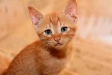 Mısırlı evcil kedi kafasında M harfi olan bej rengi bir kedi, Mısırlı sokak kedisinin seçici odak noktası ve meraklı sevimli kedi yavrusu.
