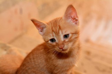 Mısırlı evcil kedi kafasında M harfi olan bej rengi bir kedi, Mısırlı sokak kedisinin seçici odak noktası ve meraklı sevimli kedi yavrusu.