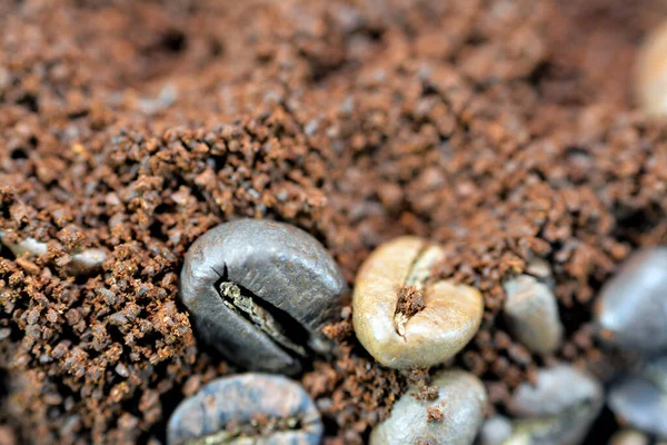 Bohnen Samen Und Gemahlener Kaffee Der Coffea Pflanze Und Quelle — Stockfoto