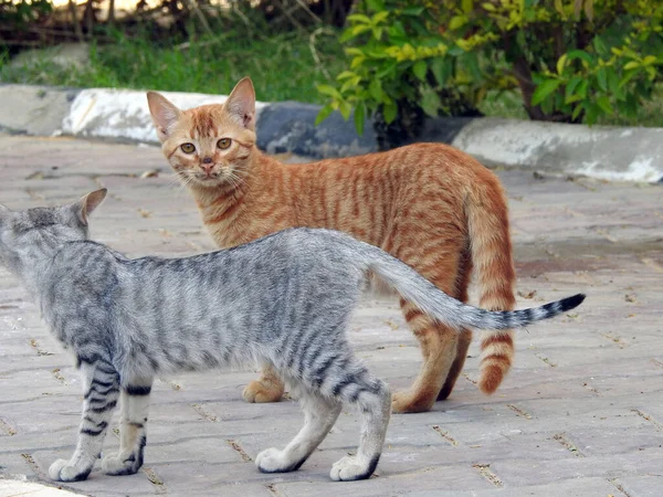 Bézs Szürke Színű Egyiptomi Háziasított Kóbor Macskák Alakú Betûvel Fején — Stock Fotó