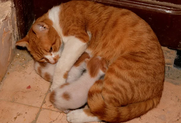 母親の猫から母乳を供給する小さな新生児の子猫 彼らを保持しながら 彼らの母親からミルクを持っている小さな半所有野良国内エジプトの猫の選択的な焦点 — ストック写真