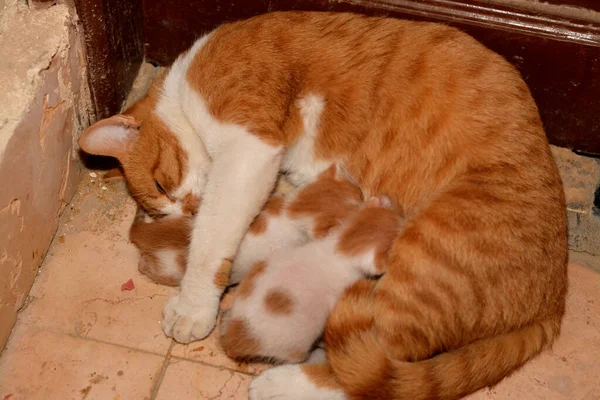 Little Newborn Small Kittens Feeding Breast Milk Mother Cat Selective — Stock Photo, Image