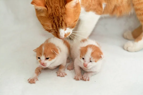 Portrait Newborn Little Adorable Stray Egyptian Kittens Isolated White Background — Stock Photo, Image