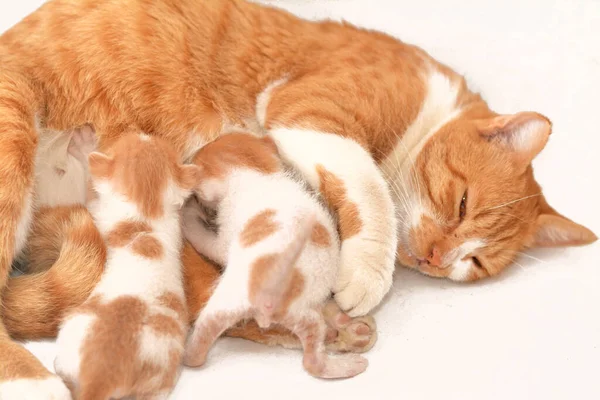 Kleine Neugeborene Kleine Kätzchen Die Muttermilch Füttern Selektiver Fokus Von — Stockfoto