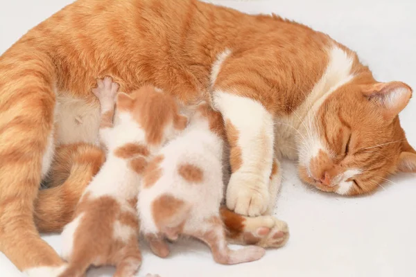 Kleine Neugeborene Kleine Kätzchen Die Muttermilch Füttern Selektiver Fokus Von — Stockfoto