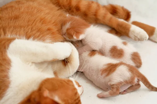 Małe Nowo Narodzone Małe Kociaki Karmiące Mleko Matki Kota Selektywne — Zdjęcie stockowe