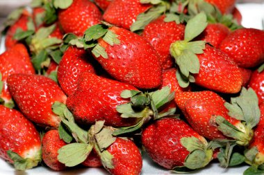 Taze çilek yığını, bahçe çileği Fragaria anananassa cinsinin karakteristik aroması, parlak kırmızı rengi, sulu dokusu ve tatlılığı ile yaygın olarak yetişen bir melez türüdür.