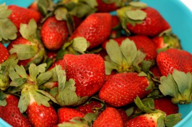 Taze çilek yığını, bahçe çileği Fragaria anananassa cinsinin karakteristik aroması, parlak kırmızı rengi, sulu dokusu ve tatlılığı ile yaygın olarak yetişen bir melez türüdür.