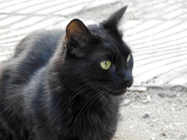 Egyptian domestic stray black cat staring and looking, selective focus of Egyptian street small cat looking and curious lovely kitten, pet and animal concept