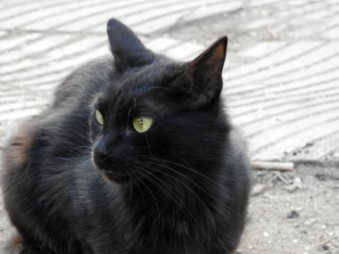 Egyptian domestic stray black cat staring and looking, selective focus of Egyptian street small cat looking and curious lovely kitten, pet and animal concept