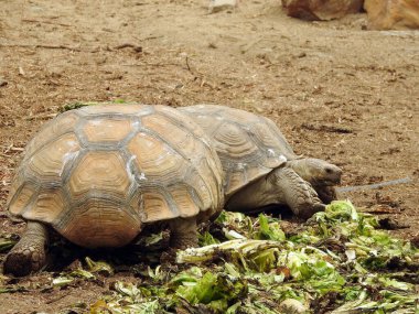 The Asian forest tortoise (Manouria emys), also known commonly as the Mountain tortoise, is a species of tortoise in the family Testudinidae, native in Southeast Asia, old big turtles eating