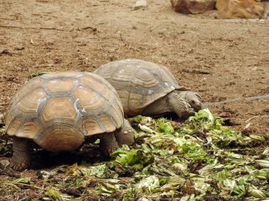 The Asian forest tortoise (Manouria emys), also known commonly as the Mountain tortoise, is a species of tortoise in the family Testudinidae, native in Southeast Asia, old big turtles eating