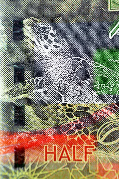 霍克斯比尔海龟在2014年科威特半第纳尔绿皮书钞票背面的特写现金钞票货币发行 其中也有银质波姆弗雷特鱼 Zubadi 有选择性的焦点 — 图库照片