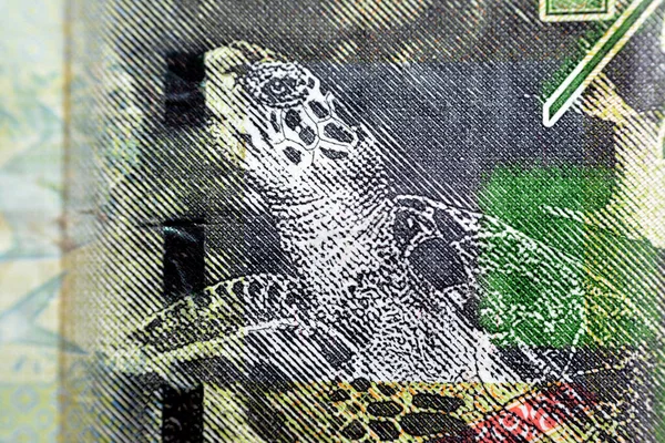 Hawksbill Żółw Morski Zbliżenie Odwrotnej Strony Kuwejtu Pół Dinar Zielony — Zdjęcie stockowe
