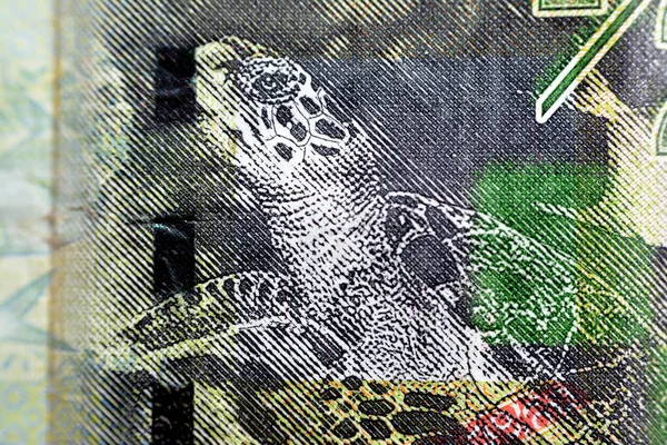 クウェートの裏側からホークスビル海のカメが近づく半ディナールの緑の紙紙幣紙幣2014年発行の現金通貨また 銀のポンフレット魚 Zubadi 選択的な焦点 — ストック写真