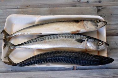 Uskumru balığı, çiğ çiğ balık, farklı pelajik balık türleri, çoğunlukla Scombridae familyasından, uskumru türleri genellikle derin çatallı kuyruklara ve dikey kaplan benzeri çizgilere sahiptir.