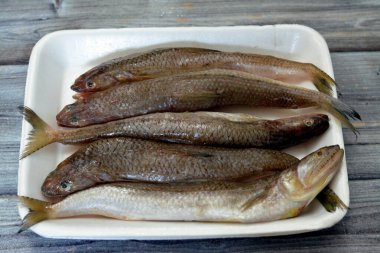 Saurida undosquamis, fırça dişli kertenkele balığı, büyük çaplı sırıtık ya da büyük ölçekli saury, bir tür kertenkele balığı, Doğu Hint Okyanusu 'nda bir tür, Malay Yarımadası, kuzey Java, Arafura Denizi