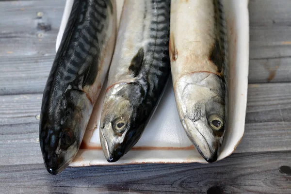 Uskumru Balığı Çiğ Çiğ Balık Farklı Pelajik Balık Türleri Çoğunlukla — Stok fotoğraf