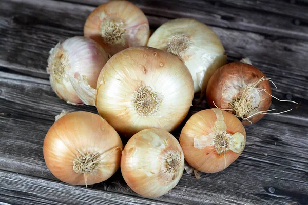 Pile of onions, the bulb onion or common onion, is a vegetable that is the most widely cultivated species of the genus Allium, The bulbs are composed of shortened, compressed, underground stems