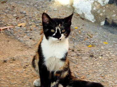 Mısır evcil kedisi, siyah, beyaz ve kahverengi renkli kedi, Mısırlı sokak kedisinin seçici odak noktası küçük kedi görünümlü ve meraklı kedi, evcil hayvan ve hayvan konsepti