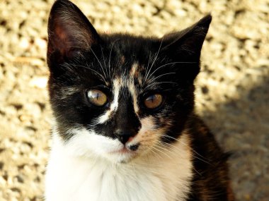 Mısır evcil kedisi, siyah, beyaz ve kahverengi renkli kedi, Mısırlı sokak kedisinin seçici odak noktası küçük kedi görünümlü ve meraklı kedi, evcil hayvan ve hayvan konsepti