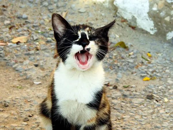 Mesir Liar Kucing Hitam Putih Dan Coklat Berwarna Kucing Menatap — Stok Foto