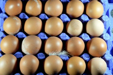 Organik kahverengi ve çiğ tavuk yumurtası yığını, izole edilmiş ve çeşitli mutfaklarda pişirilmeye hazır yumurta yığını, yumurta sarısı ve beyaz parça albümlerden oluşan seçici yumurta odağı