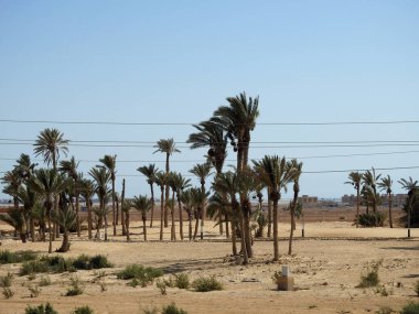 Hz. Musa Pınarları, Sina Yarımadası 'ndaki su kuyuları ve palmiyeler, Ras Sidr, Mısır, Musa' nın pınarları, Sina Çölü 'nün ortasında küçük verimli bir vaha oluşturan bir grup kaplıcadır.