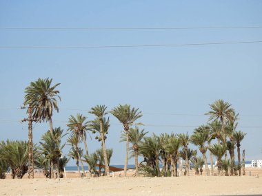 Hz. Musa Pınarları, Sina Yarımadası 'ndaki su kuyuları ve palmiyeler, Ras Sidr, Mısır, Musa' nın pınarları, Sina Çölü 'nün ortasında küçük verimli bir vaha oluşturan bir grup kaplıcadır.