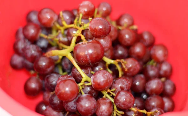 赤いブドウ 植物の落葉性の木のつるの果実は 開花植物属ヴィティスです ブドウは非気候的な種類の果物で 一般にクラスター 新鮮なまたは乾燥した状態で発生します — ストック写真
