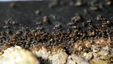 Karınca kolonisinden toplanan ve pişmiş tavuk ciğerini yemek tenceresinden koloni depolarına aktaran çok sayıda karınca hayatta kalmak için özerk, toplumsal ve verimli bir şekilde organize olmuşlardır.