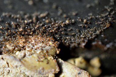 Karınca kolonisinden toplanan ve pişmiş tavuk ciğerini yemek tenceresinden koloni depolarına aktaran çok sayıda karınca hayatta kalmak için özerk, toplumsal ve verimli bir şekilde organize olmuşlardır.