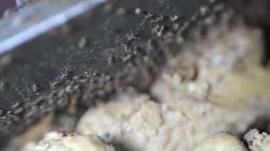 Karınca kolonisinden toplanan ve pişmiş tavuk ciğerini yemek tenceresinden koloni depolarına aktaran çok sayıda karınca hayatta kalmak için özerk, toplumsal ve verimli bir şekilde organize olmuşlardır.