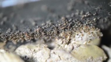 Karınca kolonisinden toplanan ve pişmiş tavuk ciğerini yemek tenceresinden koloni depolarına aktaran çok sayıda karınca hayatta kalmak için özerk, toplumsal ve verimli bir şekilde organize olmuşlardır.