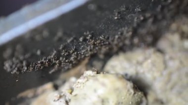 Karınca kolonisinden toplanan ve pişmiş tavuk ciğerini yemek tenceresinden koloni depolarına aktaran çok sayıda karınca hayatta kalmak için özerk, toplumsal ve verimli bir şekilde organize olmuşlardır.